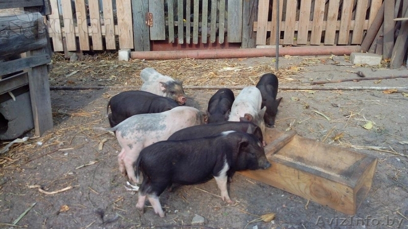 Вьетнамские поросята 6 и 7 недель - Изображение #1, Объявление #1299917