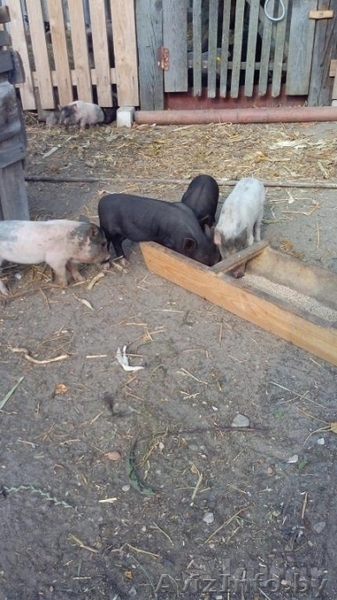 Вьетнамские поросята 6 и 7 недель - Изображение #3, Объявление #1299917