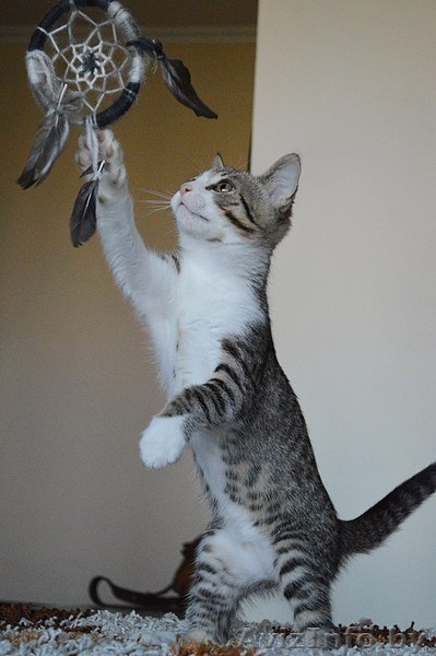 Котенок в дар. Геральт - Изображение #5, Объявление #1300307