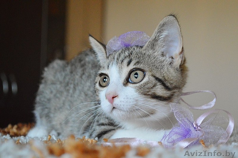 Котенок в дар. Геральт - Изображение #7, Объявление #1300307