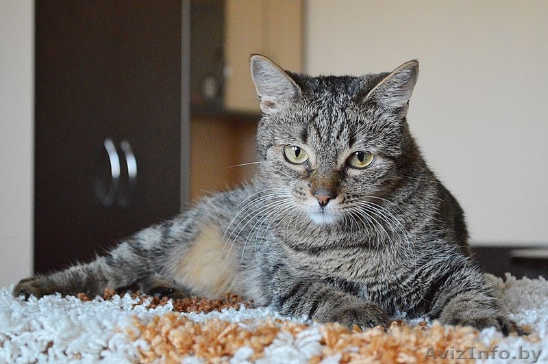 Кассандра . Кошка в дар, Брест - Изображение #1, Объявление #1304140