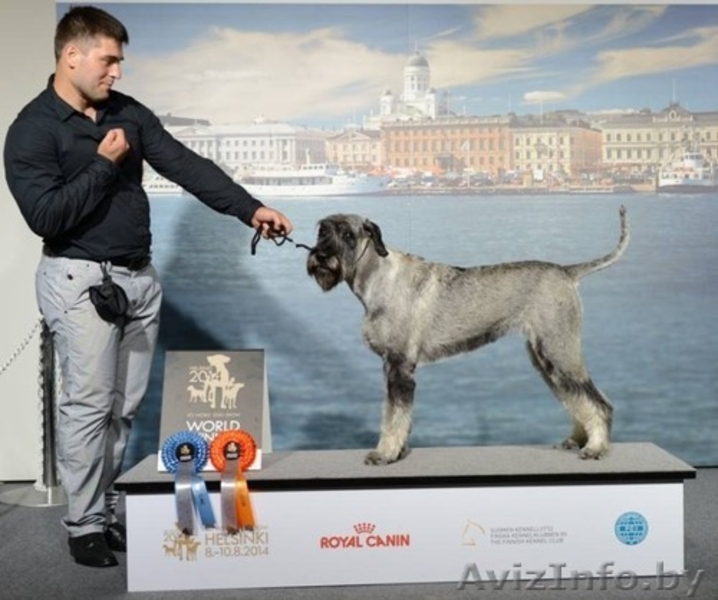 Хендлинг собак в Бресте - Изображение #2, Объявление #1209857