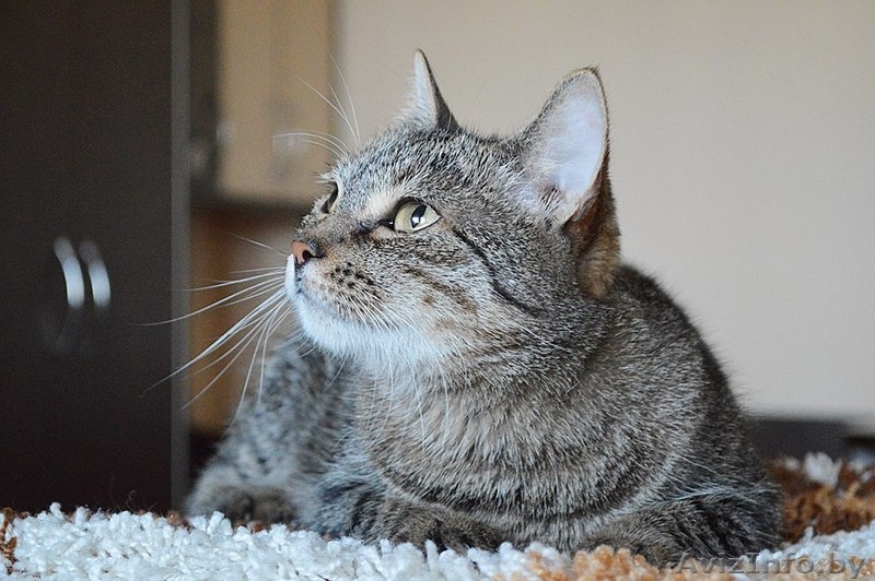 Кассандра . Кошка в дар, Брест - Изображение #2, Объявление #1304140