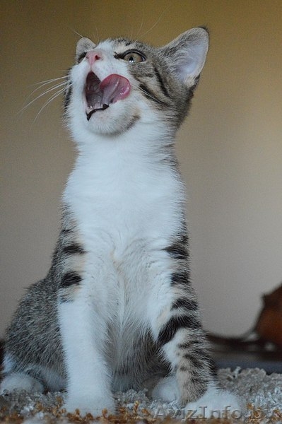 Котенок в дар. Геральт - Изображение #8, Объявление #1300307