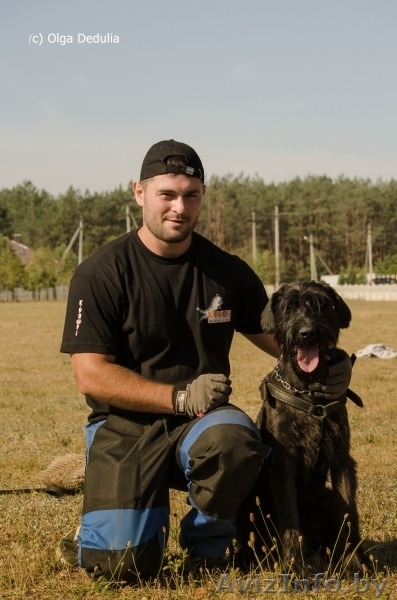 Дрессировка собак в Бресте - Изображение #3, Объявление #1209855