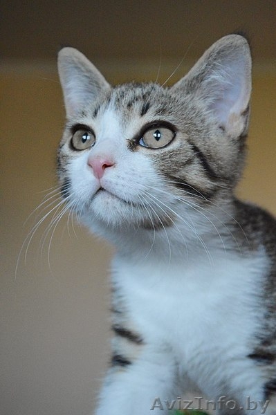 Котенок в дар. Геральт - Изображение #1, Объявление #1300307