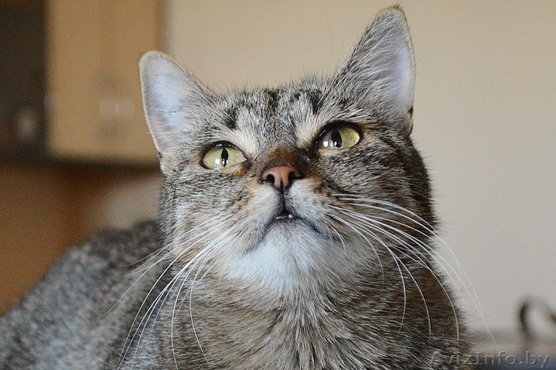 Кассандра . Кошка в дар, Брест - Изображение #3, Объявление #1304140