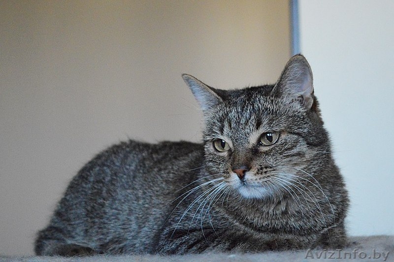 Кассандра . Кошка в дар, Брест - Изображение #4, Объявление #1304140