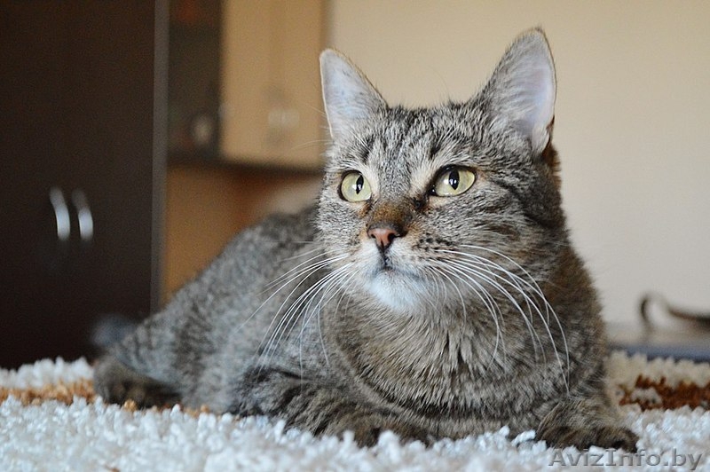 Кассандра . Кошка в дар, Брест - Изображение #5, Объявление #1304140