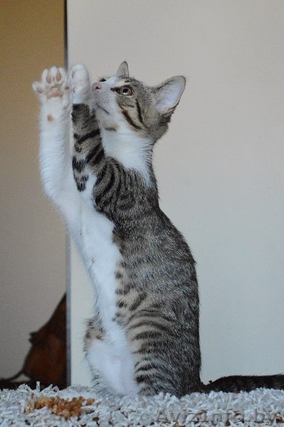 Котенок в дар. Геральт - Изображение #4, Объявление #1300307