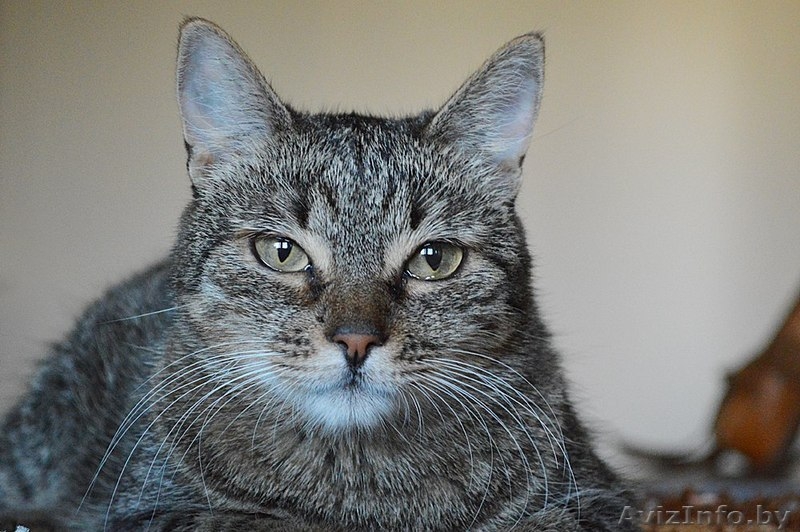 Кассандра . Кошка в дар, Брест - Изображение #7, Объявление #1304140