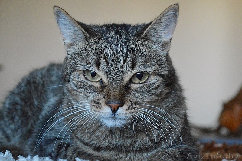 Кассандра . Кошка в дар, Брест - Изображение #8, Объявление #1304140