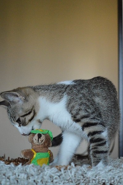 Котенок в дар. Геральт - Изображение #3, Объявление #1300307