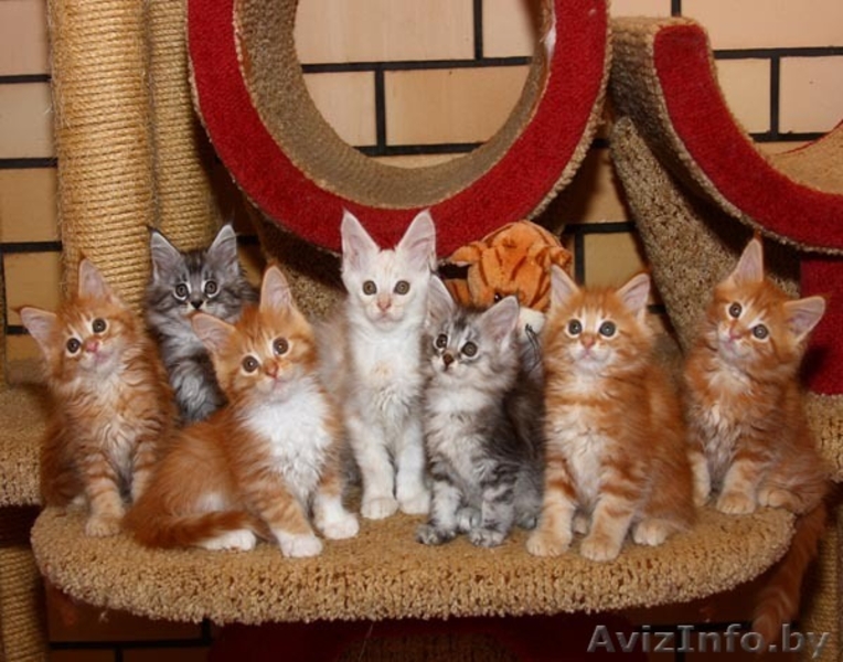 Котята Мейн-кун ищут новых хозяев - Изображение #3, Объявление #1309540
