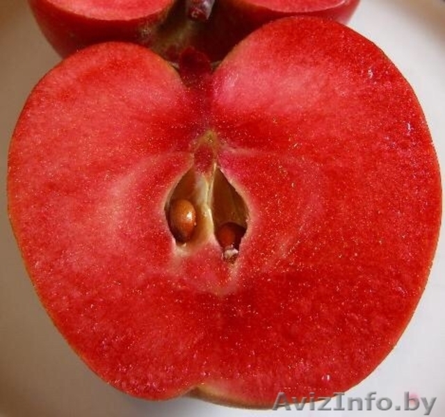  Яблони красномякотные  - Изображение #4, Объявление #1341386