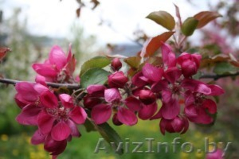  Яблони красномякотные  - Изображение #6, Объявление #1341386