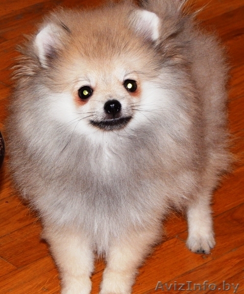  Померанскоий шпиц - Изображение #2, Объявление #1333946