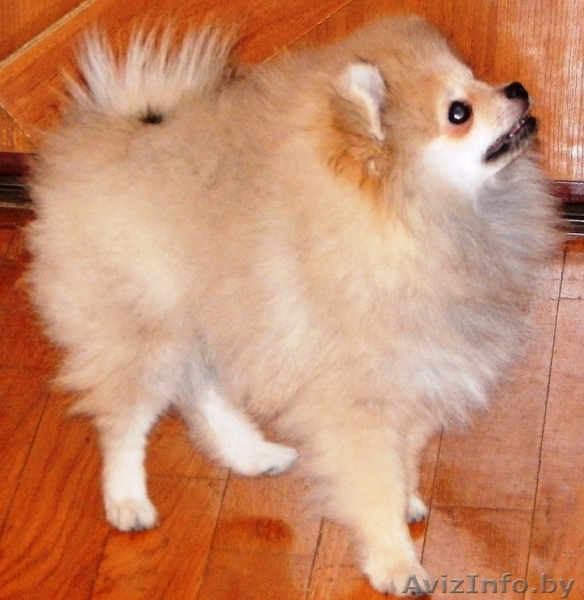  Померанскоий шпиц - Изображение #1, Объявление #1333946
