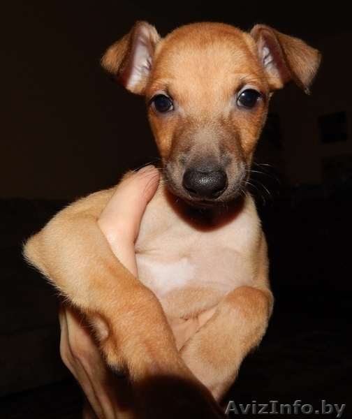 Щенок левретки или итальянской борзой - Изображение #1, Объявление #1333945