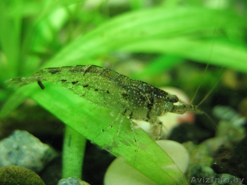 Продаются малыши креветок, улиток ампулярий и моллинезии - Изображение #1, Объявление #1348808