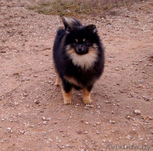 Малого шпица щенок мальчик - Изображение #3, Объявление #1347225