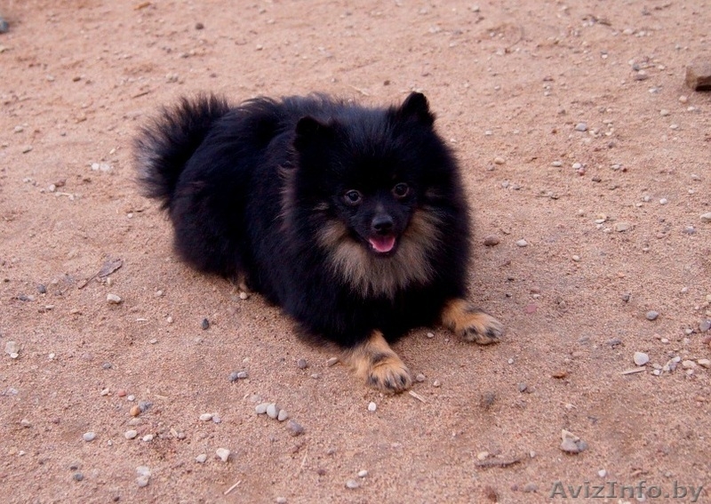 Малого шпица щенок мальчик - Изображение #4, Объявление #1347225