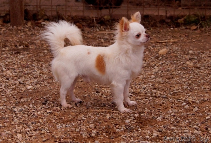 Чихуахуа длинношерстный - Изображение #2, Объявление #1347235