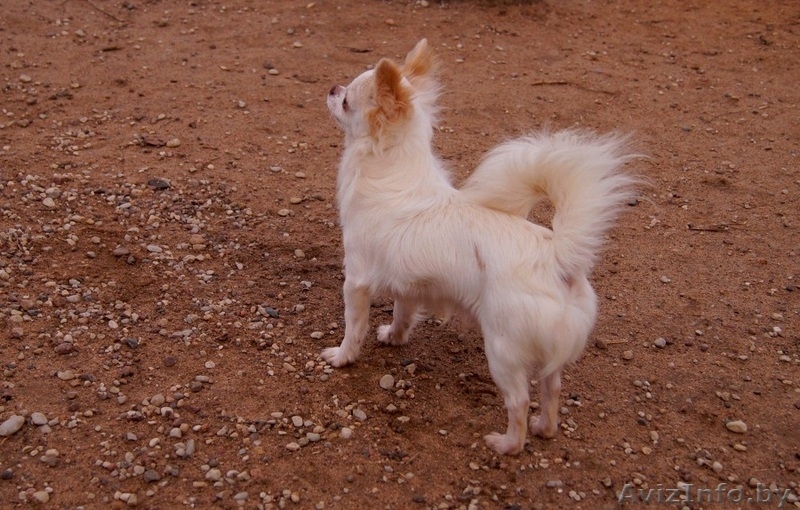 Чихуахуа длинношерстный - Изображение #8, Объявление #1347235