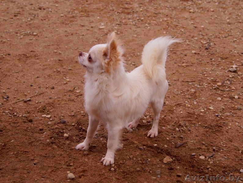 Чихуахуа длинношерстный - Изображение #6, Объявление #1347235