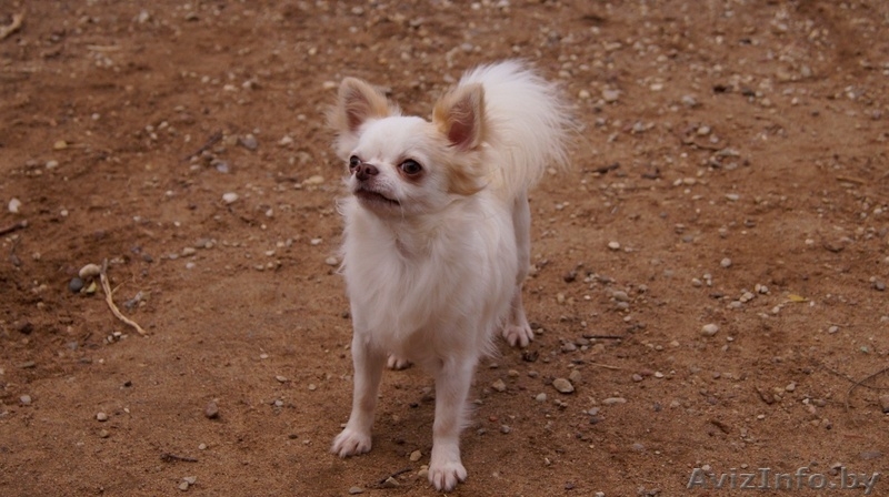 Чихуахуа длинношерстный - Изображение #7, Объявление #1347235