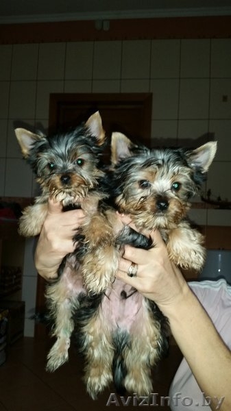 Очаровательный щенок йоркшиоского терьера - Изображение #2, Объявление #1357760