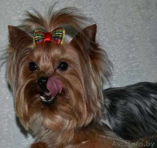 Очаровательный щенок йоркшиоского терьера - Изображение #4, Объявление #1357760