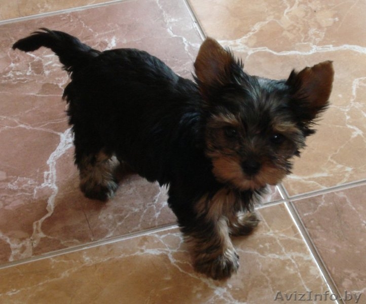 Очаровательный щенок йоркшиоского терьера - Изображение #1, Объявление #1357760