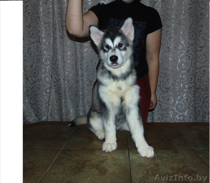 Щенки аляскинского маламута (питомник, документы КСУ) - Изображение #1, Объявление #1370698