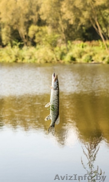 Усадьба в Беловежской пуще - Изображение #8, Объявление #1397664