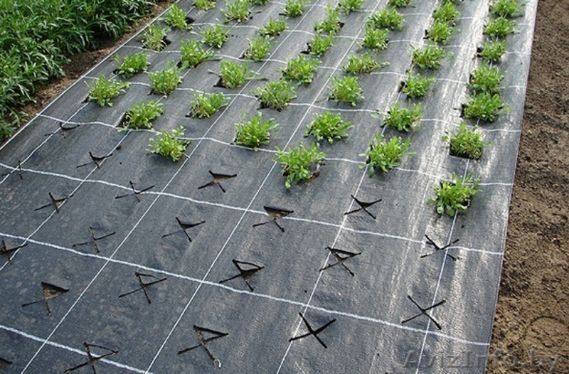 Агроткань мульчирование и защита - Изображение #3, Объявление #1399057