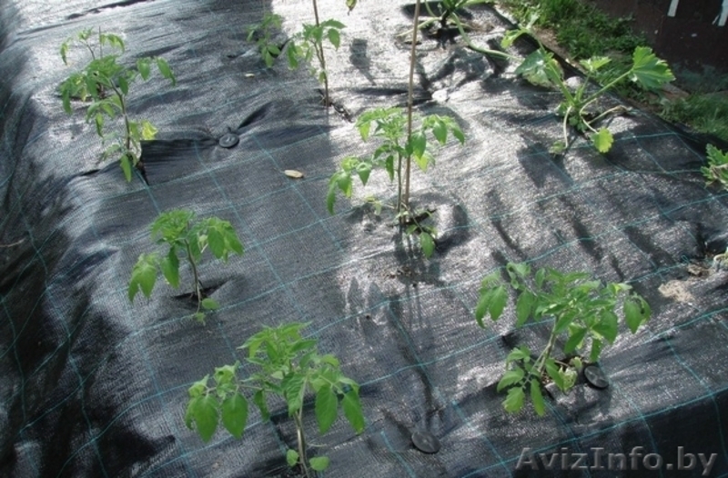 Агроткань мульчирование и защита - Изображение #2, Объявление #1399057