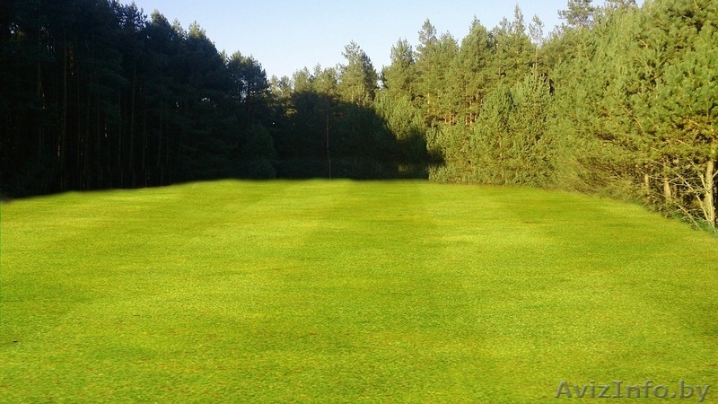 Участок В Беловежской Пуще - Изображение #1, Объявление #1395819