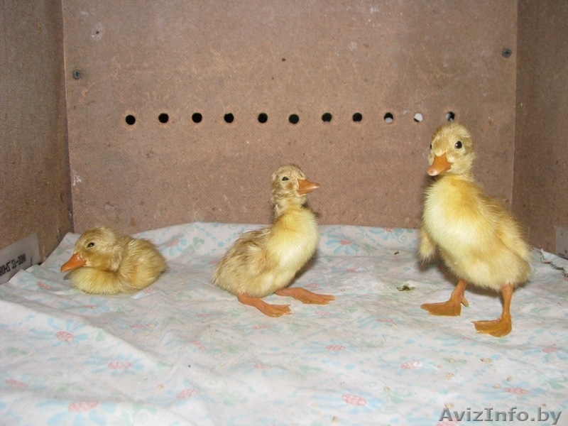 утята, цыплята от домашних кур-несушек - Изображение #1, Объявление #1427351