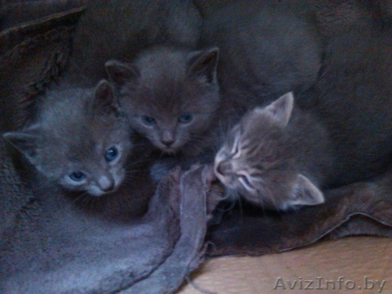 Мальчики и девочка ищут свои семьи - Изображение #1, Объявление #1441293