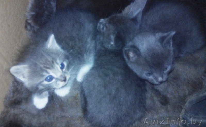 Мальчики и девочка ищут свои семьи - Изображение #2, Объявление #1441293