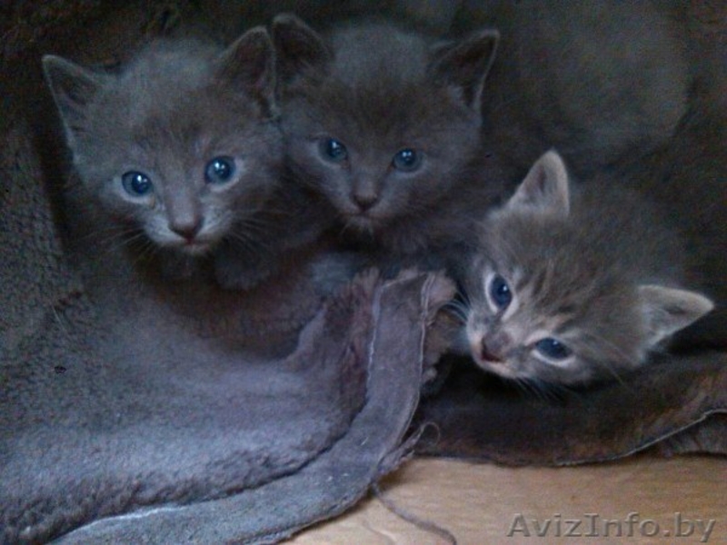 Мальчики и девочка ищут свои семьи - Изображение #3, Объявление #1441293