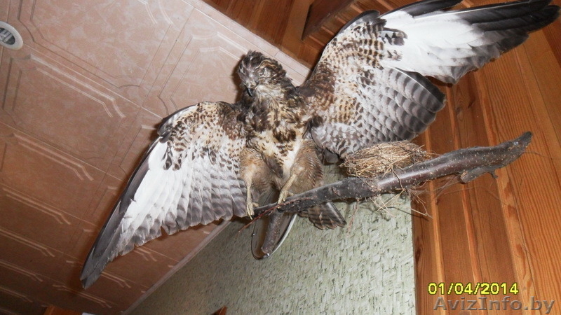 Посуточное проживание в 2-хэт доме-коттедже (от 1 комнаты) - Изображение #2, Объявление #25383