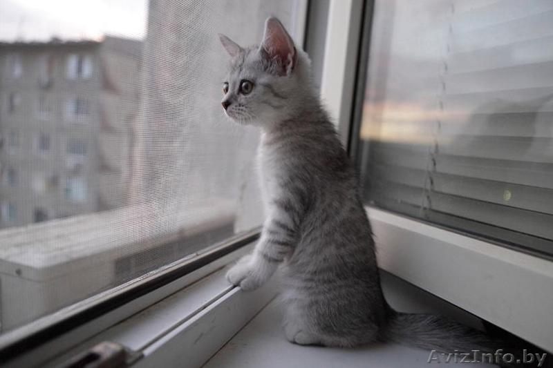 Москитная сетка на окна  - Изображение #2, Объявление #1463831