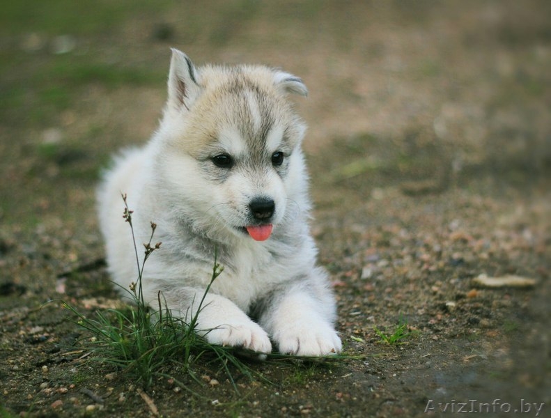 Шикарные щенки Сибирских Хаски - Изображение #2, Объявление #1488905