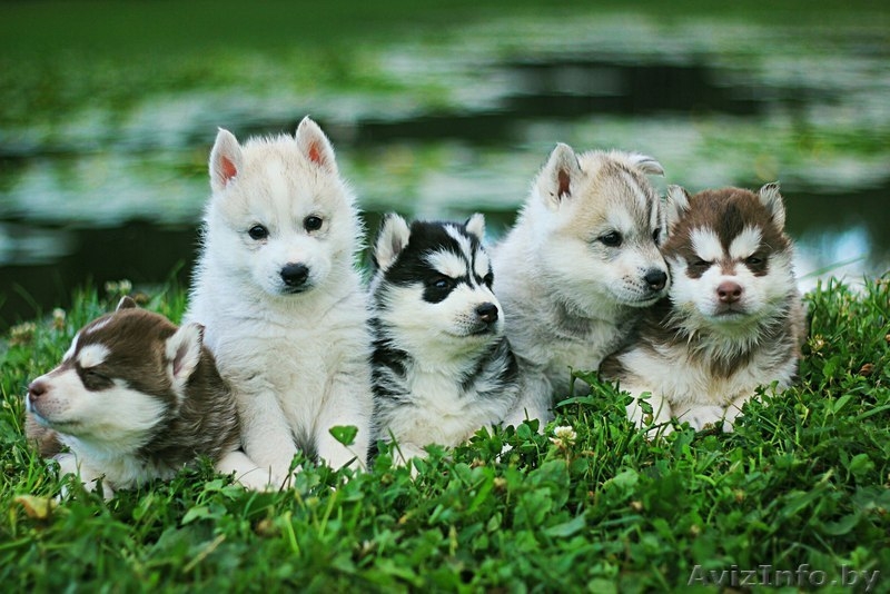 Шикарные щенки Сибирских Хаски - Изображение #3, Объявление #1488905