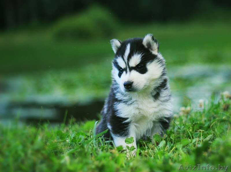 Шикарные щенки Сибирских Хаски - Изображение #7, Объявление #1488905