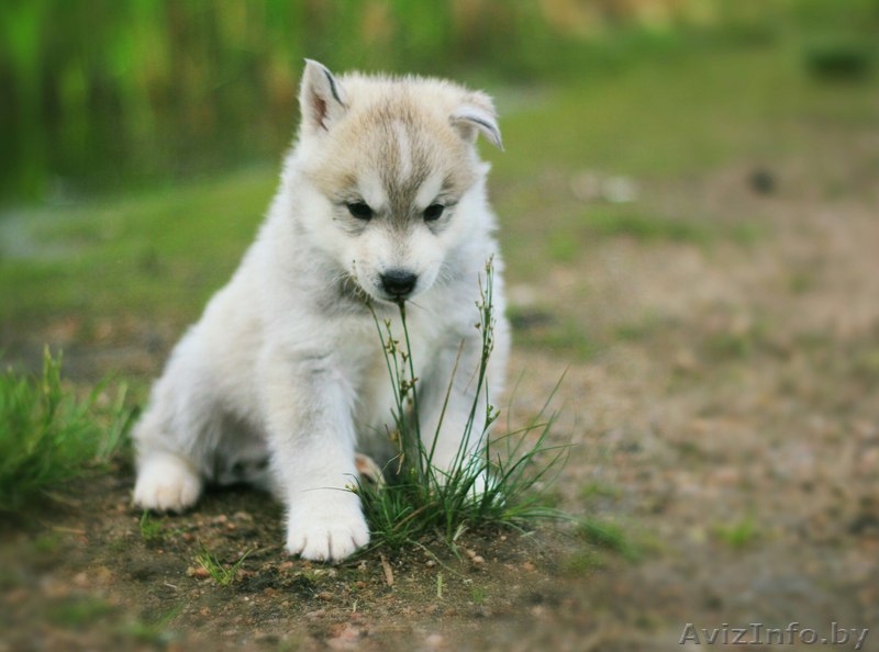 Шикарные щенки Сибирских Хаски - Изображение #10, Объявление #1488905