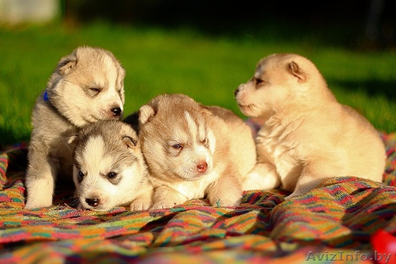 Хаски Щенки - импортные крови - Изображение #1, Объявление #1488909