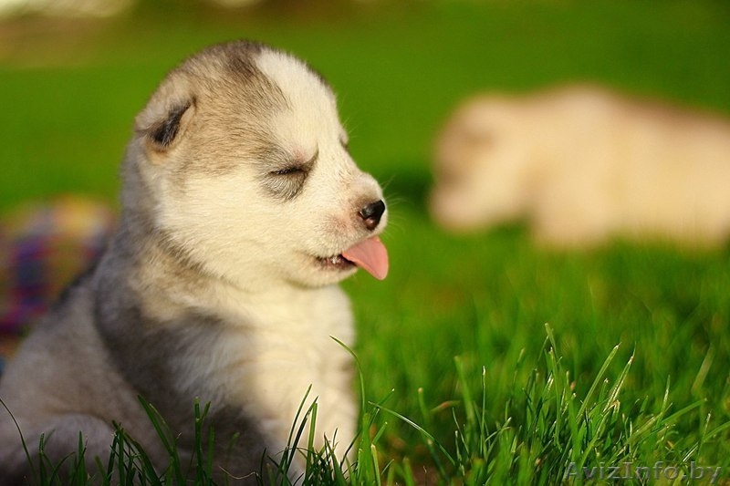 Хаски Щенки - импортные крови - Изображение #2, Объявление #1488909